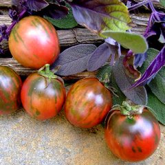 Насіння томатів Вернісаж чорний 0,1 г 11.2040 фото