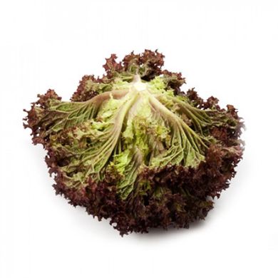 Семена салата полукочанного Кармеси Rijk Zwaan Агропак драже 15 шт 19.0282 фото