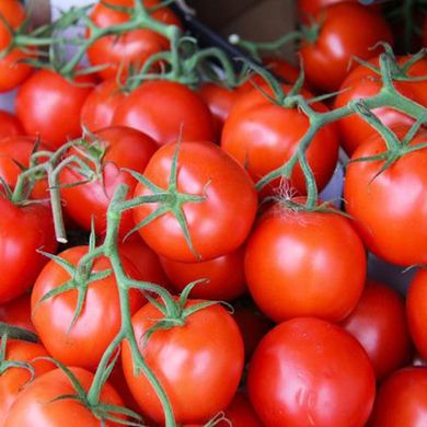Насіння томатів Річі F1 Bejo Zaden 0,05 г 11.1413 фото