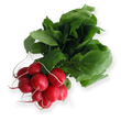 Насіння овочів Насіння редису — купити в інтернет магазині Good Harvest