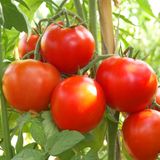 Насіння томатів Північна королева Gl Seeds 0,1 г - купити | Good Harvest