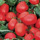 Насіння томатів Едвайзор F1 Esasem Леда 20 шт - купити | Good Harvest