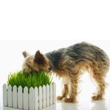 Зелень для собак Лесси семена Gl Seeds 10 г - купить | Good Harvest