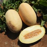 Семена дыни Дакаро F1 Enza Zaden Агропак 50 шт - купить | Good Harvest
