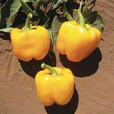 Насіння перцю Каліфорнійське чудо жовте 0,2 г - купити | Good Harvest