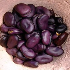 Семена бобов Экстра Грано Виолетто GL 20 г