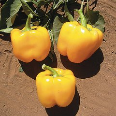 Семена перца Калифорнийское чудо желтое ЕСН 0,2 г 11.2245 фото