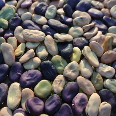 Семена бобов Экстра Грано Виолетто Gl Seeds 15 г 11.0820 фото