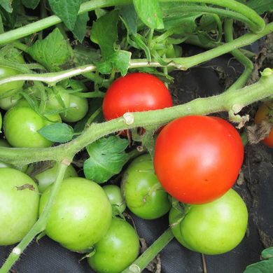 Насіння томатів Північна королева Gl Seeds 0,1 г 11.2043 фото