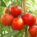 Насіння томатів Північна королева Gl Seeds 0,1 г