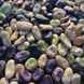 Семена бобов Экстра Грано Виолетто Gl Seeds 15 г