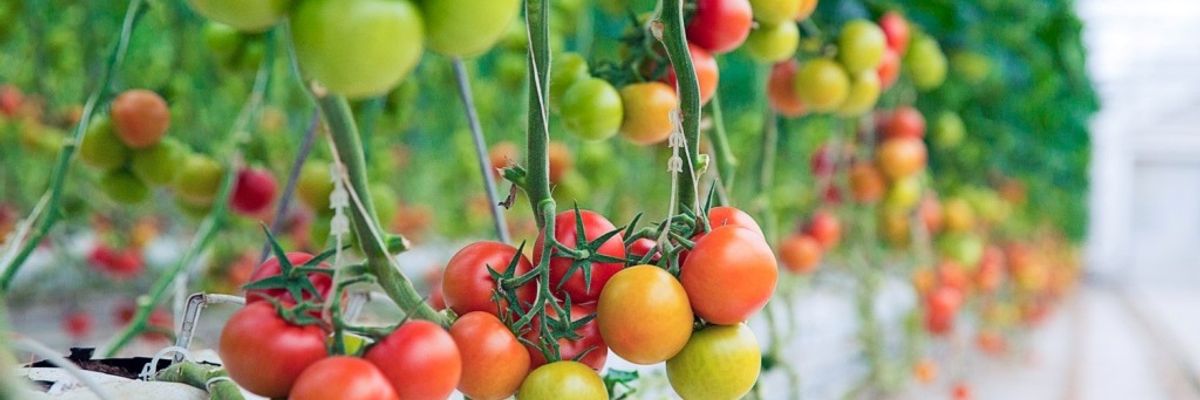 Вирощуємо гарну розсаду томатів