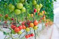 Вирощуємо гарну розсаду томатів дізнатися більше