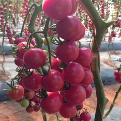 Семена томатов Розовая жемчужина Gl Seeds 0,1 г 11.2044 фото