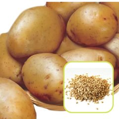Насіння картоплі Реванш 0,02 г