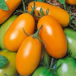 Семена томатов Полтавская галушка GL Seeds 0,1 г 11.1341 фото