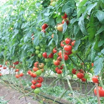 Насіння томатів Беллфорт F1 Enza Zaden Агропак 10 шт 11.2473 фото