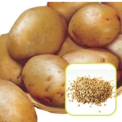Насіння картоплі Реванш 0,02 г 11.2253 фото