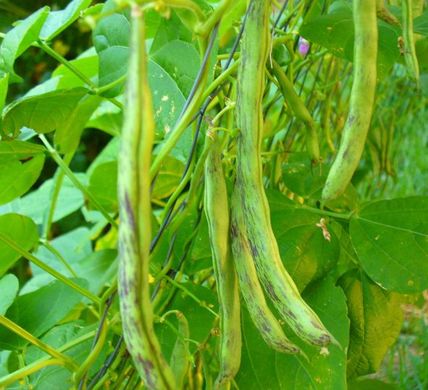 Семена фасоли спаржевая зеленая Хименез вьющаяся 20 г 11.1596 фото