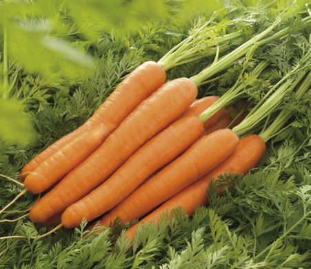 Насіння моркви Лагуна F1 Nunhems Zaden Агропак 10 г 11.0499 фото