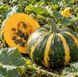 Насіння гарбуза Голонасінневий-14 Gl Seeds 10 г