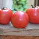 Семена томатов Розовая жемчужина Gl Seeds 0,1 г