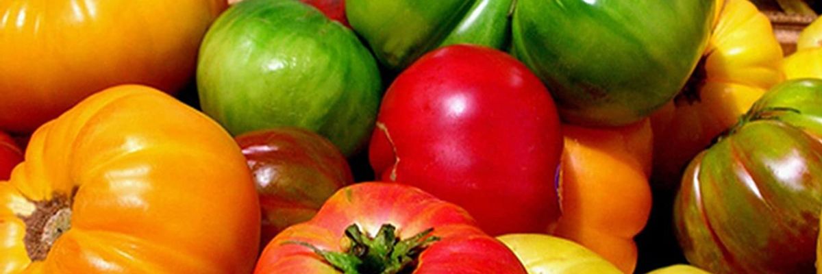 Рейтинг сортів томатів 2020