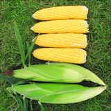 Семена кукурузы Суперсладкая Gl Seeds 20 г - купить | Good Harvest