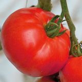 Насіння томатів Берберана F1 Enza Zaden Агропак 10 шт - купити | Good Harvest