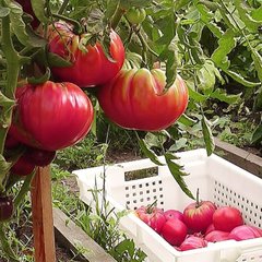 Насіння томатів Рожевий гігант 0,1 г 11.1294 фото
