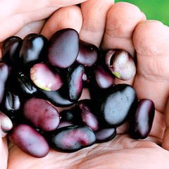 Семена бобов овощных черных Gl Seeds 5 шт