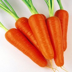Насіння моркви Абако F1 Seminis 1 г 11.0708 фото