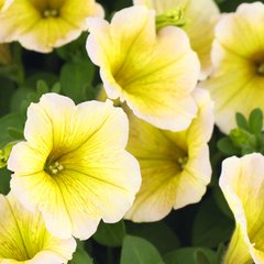 Семена петунии крупноцветковая низкорослая Желтая F1 10 шт 10.0901 фото
