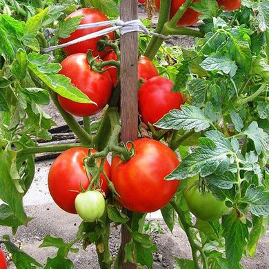 Семена томатов Загадка розовая 3 г 11.2039 фото