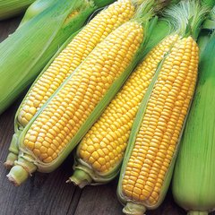Семена кукурузы Царица Агромакси 20 г 11.2115 фото