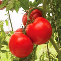 Насіння томатів Санька 3 г 11.2046 фото