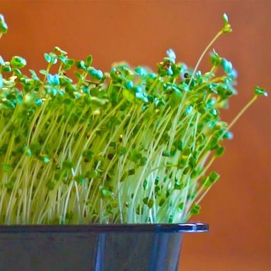 Уникальный Суперфуд брокколи набор для выращивания микрозелени 19.0314 фото