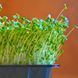 Уникальный Суперфуд брокколи набор для выращивания микрозелени
