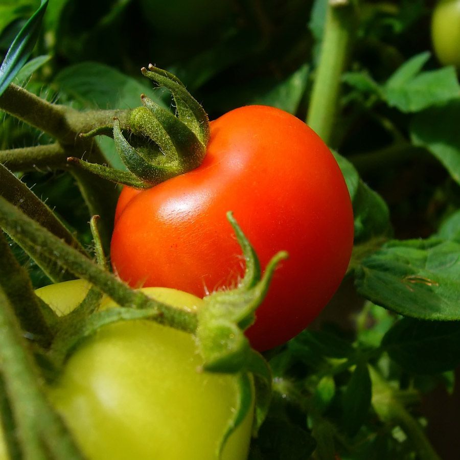 Безрассадные сорта томатов