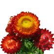 Насіння квітів і трав Насіння гелихризума (безсмертника) — купити в інтернет магазині Good Harvest