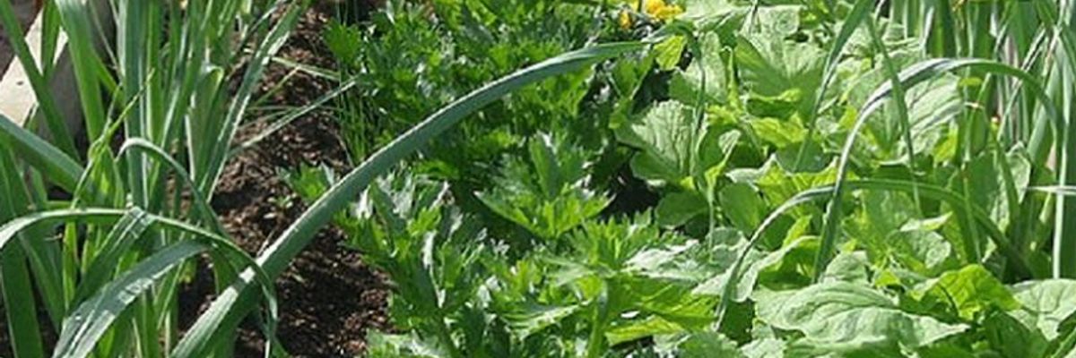Захист та ущільнення грядки - кулісні рослини дізнатися більше