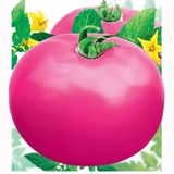 Насіння томатів Фатіма Сонячний Март 100 шт - купити | Good Harvest