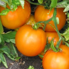 Насіння томатів Сяйво 0,2 г 11.2048 фото