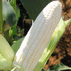 Семена кукурузы Белое облако Агромакси 20 г