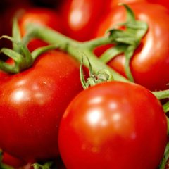 Насіння томатів Червона Шапочка Садиба 0,1 г 11.2150 фото