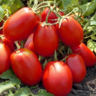 Насіння томатів Ріо Гранде 10 г 11.1381 фото