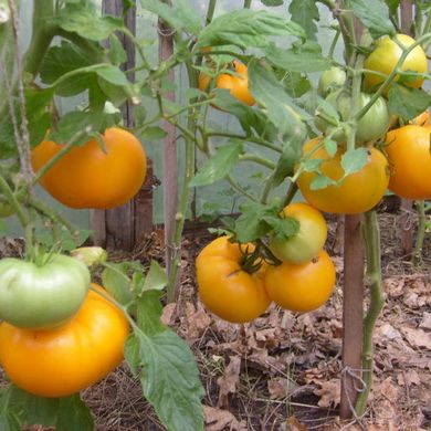 Насіння томатів Хурма Gl Seeds 0,1 г 11.2023 фото