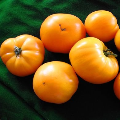 Насіння томатів Хурма Gl Seeds 0,1 г 11.2023 фото