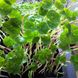 Насіння мікрозелені настурції Seedеra 10 г