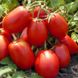 Насіння томатів Ріо Гранде 10 г